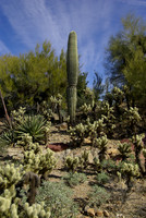 Sonoran Desert Museum, cactus