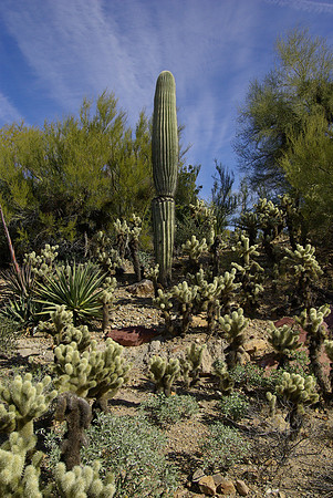 Sonoran Desert Museum, cactus