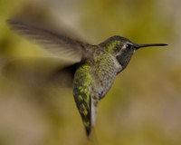 Anna's Humming Bird Female