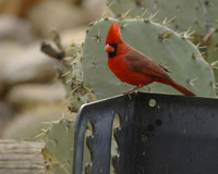 Cardinal male