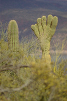 Tonto National Monument, Saguaro Cactus