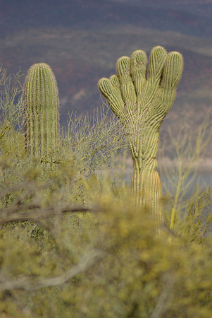 Tonto National Monument, Saguaro Cactus