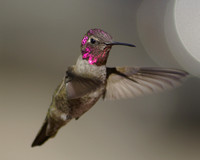Anna's Humming Bird Male