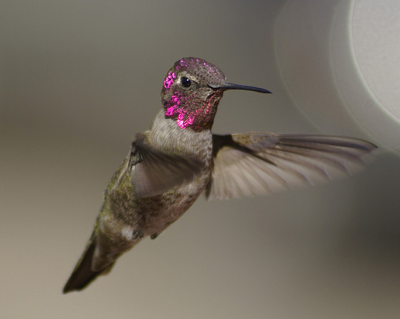 Anna's Humming Bird Male