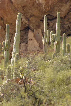 Tonto National Monument, Saguaro Cactus