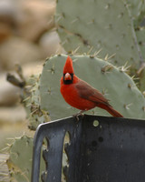Cardinal male