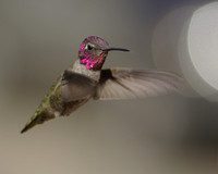 Anna's Humming Bird Male