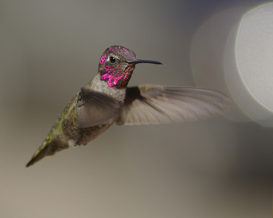 Anna's Humming Bird Male