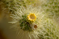 Tonto National Monument, Jumping Teddy Bear Cholla Cactus.