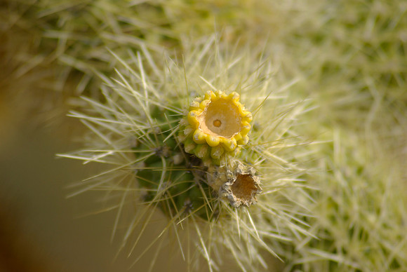 Tonto National Monument, Jumping Teddy Bear Cholla Cactus.