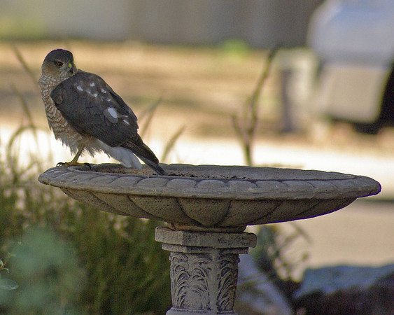 Sharp-shinned Hawk juvenile