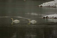 Mute Swan