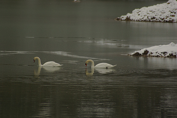Mute Swan