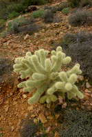 Tonto National Monument, Jumping Teddy Bear Cholla Cactus.