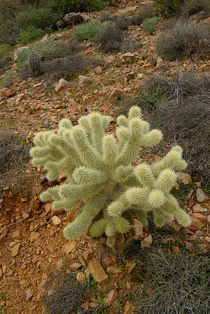 Tonto National Monument, Jumping Teddy Bear Cholla Cactus.