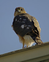Sharp-shinned Hawk Juvenile
