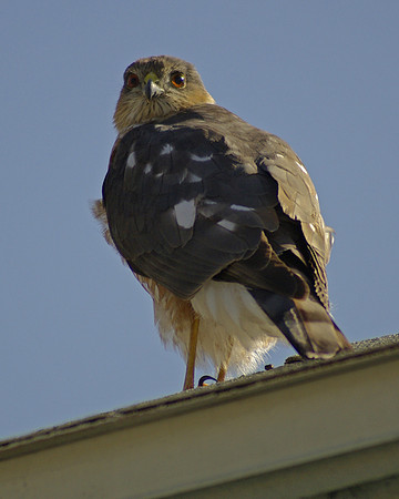 Sharp-shinned Hawk Juvenile