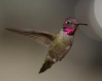 Anna's Humming Bird Male