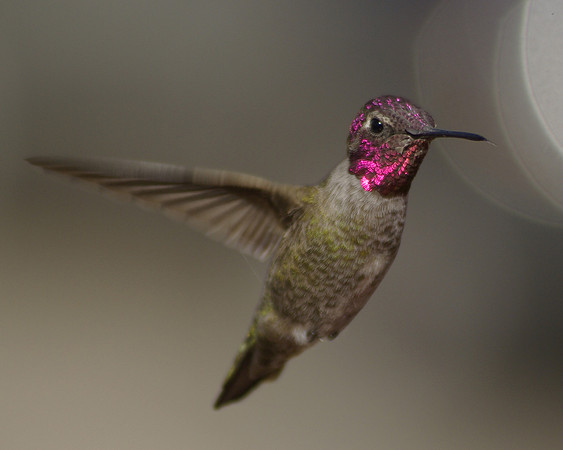 Anna's Humming Bird Male