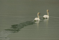 Mute Swan