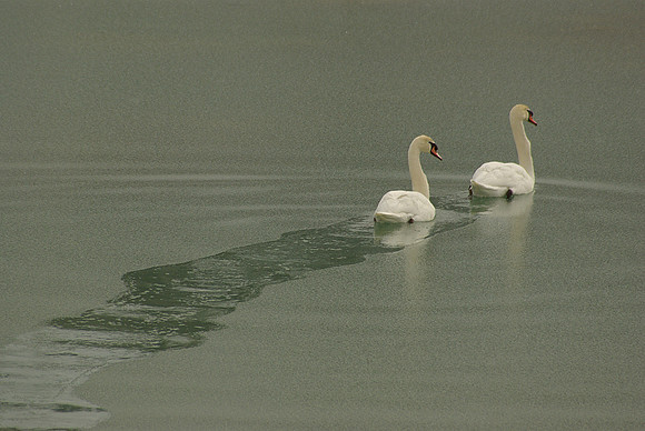 Mute Swan