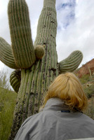Tonto National Monument, Saguaro Cactus