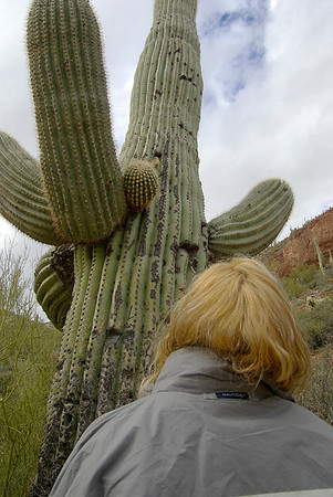 Tonto National Monument, Saguaro Cactus
