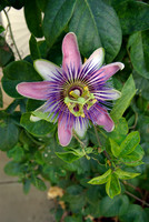 Passion Flower