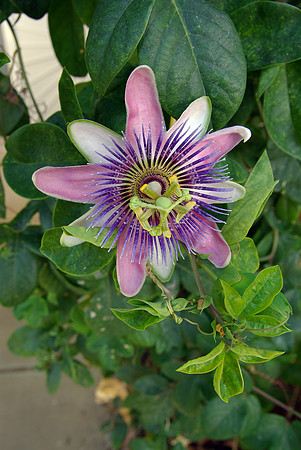 Passion Flower