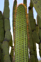 Sonoran Desert Museum, Organ Pipe cactus.
