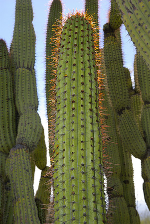 Sonoran Desert Museum, Organ Pipe cactus.