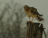 Northern Harrier Female