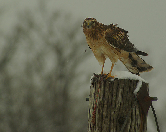Northern Harrier Female