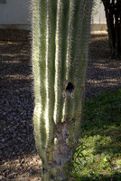 Heathers first Saguaro cactus