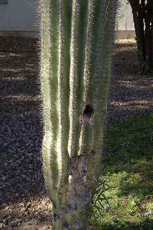 Heathers first Saguaro cactus