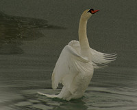 Mute Swan