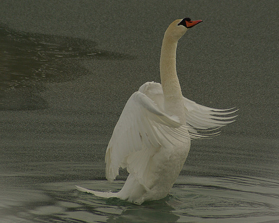 Mute Swan