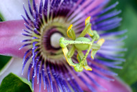 Passion Flower