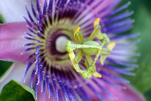 Passion Flower