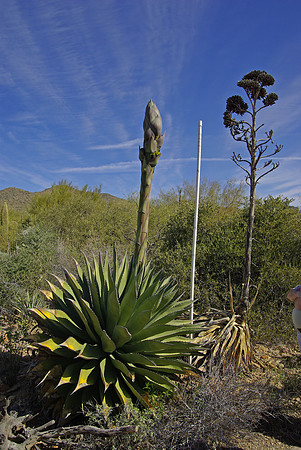 Sonoran Desert Museum, Century plant