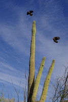 Harris' Hawks
