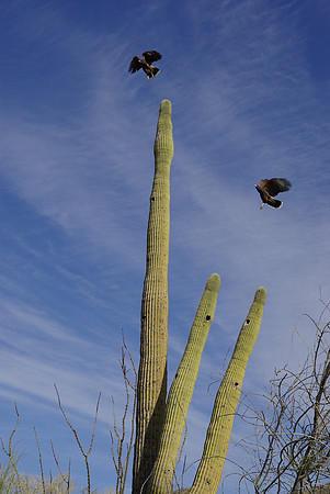 Harris' Hawks