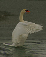 Mute Swan