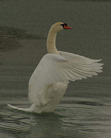 Mute Swan