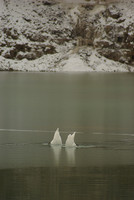 Mute Swan